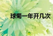 球菊一年开几次（球菊一年开几次花）