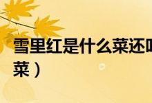 雪里红是什么菜还叫什么名字（雪里红是什么菜）