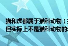 猫和虎都属于猫科动物（找一种名字像猫科动物(虎、狮等),但实际上不是猫科动物的动物）