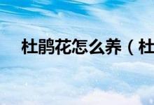 杜鹃花怎么养（杜鹃花的养殖方法解析）
