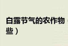 白露节气的农作物（白露节气的农事活动有哪些）
