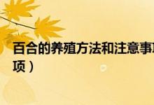 百合的养殖方法和注意事项水养（百合的养殖方法和注意事项）
