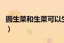 圆生菜和生菜可以生吃吗（圆生菜和生菜区别）