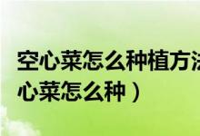 空心菜怎么种植方法家里（【空心菜种植】空心菜怎么种）