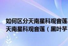 如何区分天南星科观音莲与景天科观音莲（景天科观音莲和天南星科观音莲（黑叶芋）有什么区别）