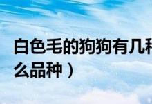 白色毛的狗狗有几种（一身纯白色毛的狗是什么品种）