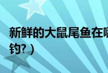 新鲜的大鼠尾鱼在哪买（新鲜的大鼠尾鱼在哪钓?）