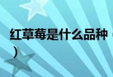 红草莓是什么品种（草莓品种红丰有什么特点）