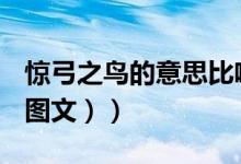 惊弓之鸟的意思比喻什么（惊弓之鸟的意思（图文））