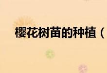 樱花树苗的种植（樱花树苗的种植技术）