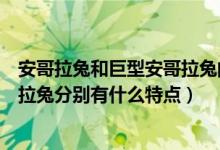 安哥拉兔和巨型安哥拉兔的区别（缎毛安哥拉兔和巨型安哥拉兔分别有什么特点）