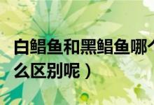 白鲳鱼和黑鲳鱼哪个好（白鲳鱼和黑鲳鱼有什么区别呢）
