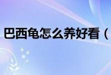 巴西龟怎么养好看（巴西龟怎么养（图文））