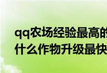 qq农场经验最高的作物2018（qq农场种植什么作物升级最快）