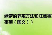绿萝的养殖方法和注意事项有哪些（绿萝的养殖方法和注意事项（图文））