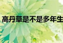 高丹草是不是多年生（高丹草可以生长几年）
