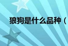 狼狗是什么品种（大狼狗属于什么品种）