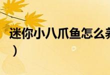 迷你小八爪鱼怎么养（迷你小八爪鱼怎么清洗）