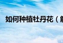如何种植牡丹花（解析牡丹花的种植方法）