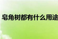 皂角树都有什么用途（皂角树都有什么价值）