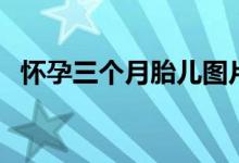 怀孕三个月胎儿图片（怀孕三个月胎儿图）