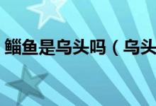 鲻鱼是乌头吗（乌头鱼和鲻鱼的区别是什么）