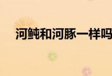 河鲀和河豚一样吗（河鲀和河豚的区别）