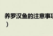 养罗汉鱼的注意事项（罗汉鱼如何养注意事项）