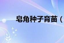皂角种子育苗（皂角种子育苗方法）