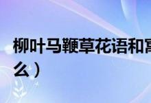 柳叶马鞭草花语和寓意（柳叶马鞭草花语是什么）