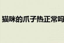 猫咪的爪子热正常吗（猫咪的爪子热正常吗）