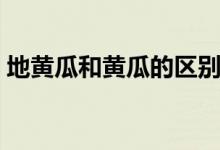 地黄瓜和黄瓜的区别（地黄瓜和黄瓜的区别）