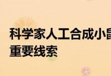 科学家人工合成小鼠胚胎或为干细胞疗法提供重要线索