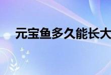 元宝鱼多久能长大（元宝鱼多久喂一次）
