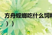 方舟螳螂吃什么饲料（方舟螳螂吃什么（图文））