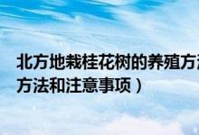 北方地栽桂花树的养殖方法和注意事项（北方桂花树的养殖方法和注意事项）