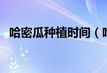 哈密瓜种植时间（哈密瓜种植时间和方法）