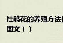杜鹃花的养殖方法作文（杜鹃花的养殖方法（图文））