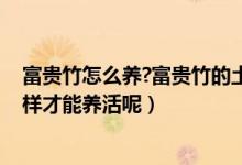 富贵竹怎么养?富贵竹的土养殖方法（富贵竹养在土里,怎么样才能养活呢）