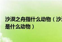 沙漠之舟指什么动物（沙漠之舟水上之舟空中之舟陆地之舟是什么动物）