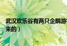 武汉欢乐谷有两只企鹅游客是怎么回事（两只企鹅游客哪里来的）