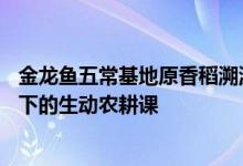 金龙鱼五常基地原香稻溯源之旅——孩子们的一场卫星科技下的生动农耕课