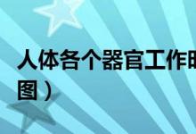 人体各个器官工作时间表（人体各个器官示意图）