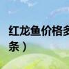 红龙鱼价格多少钱一只（红龙鱼价格多少钱一条）