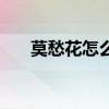 莫愁花怎么样靠谱吗（莫愁花怎么样）
